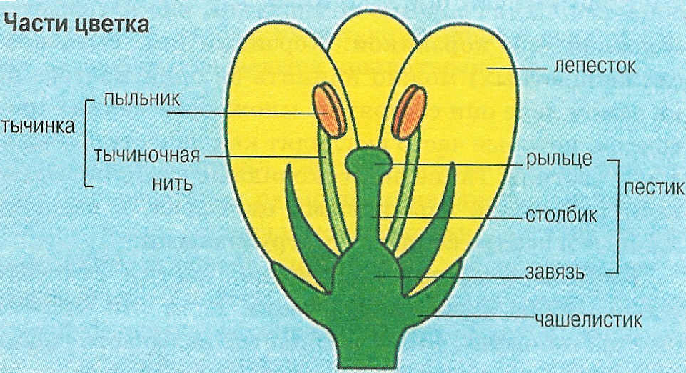 Цветок анатомия, внешнее, внутреннее, строение, функции, виды, роль Пыльник - часть тычинки цветка